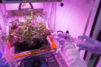 Space hydroponics: What are the hurdles for plant growth in zero gravity settings?